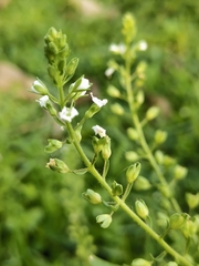 Veronica undulata