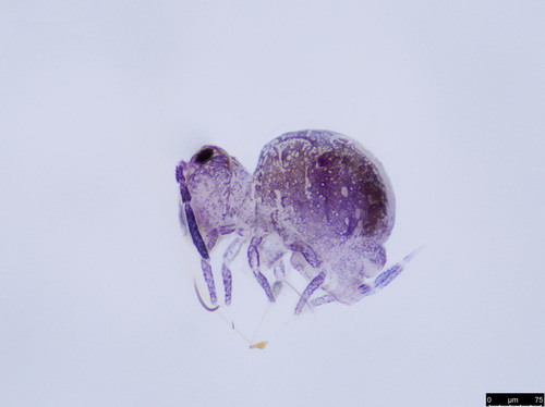 Representative image of Sphaeridia