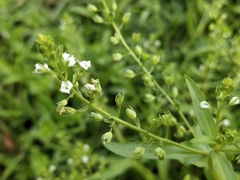 Veronica undulata
