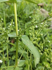 Veronica undulata