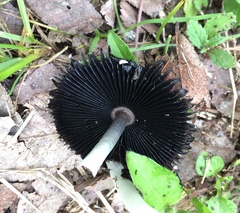 Coprinus xerophilus