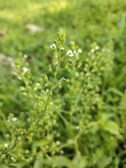Veronica undulata