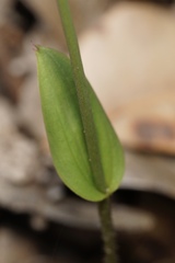 Eriochilus dilatatus multiflorus