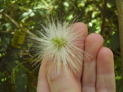 Zapoteca portoricensis