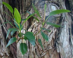 Ficus macrophylla