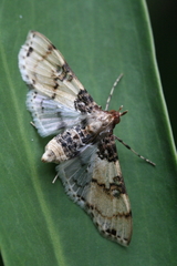 Azochis rufidiscalis
