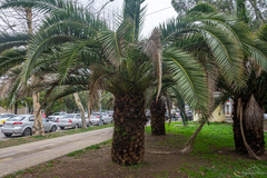 Phoenix canariensis