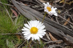 Brachyscome aculeata