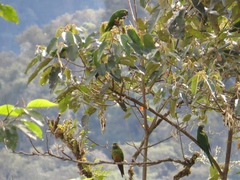 Leptosittaca branickii