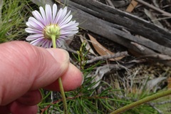 Brachyscome aculeata