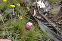 Brachyscome aculeata