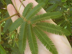 Zapoteca portoricensis