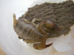Euscorpius candiota