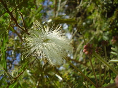 Zapoteca portoricensis