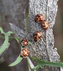 Orsilochides stictica