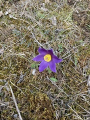 Pulsatilla vulgaris