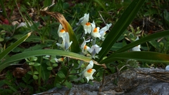 Linaria reflexa