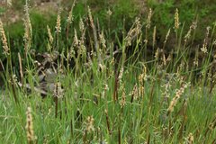 Alopecurus myosuroides