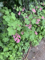 Ribes sanguineum