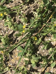 Medicago rugosa