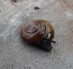 Oxychilus draparnaudi