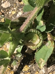 Medicago rugosa