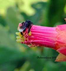 Frieseomelitta nigra