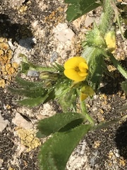 Medicago rugosa