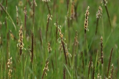 Alopecurus myosuroides