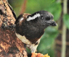 Stactolaema leucotis