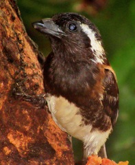 Stactolaema leucotis