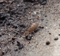 Orchesella villosa