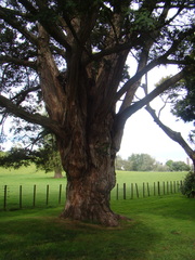 Ficus macrophylla