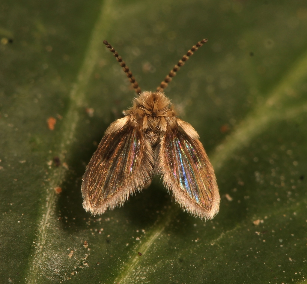 Philosepedon humeralis