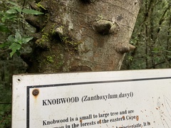 Zanthoxylum davyi