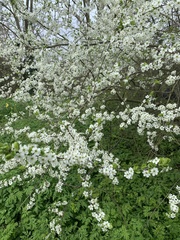 Prunus spinosa