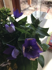 Platycodon