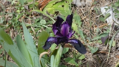 Iris pseudopumila