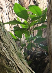 Ficus macrophylla