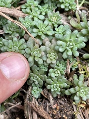 Sedum glaucophyllum