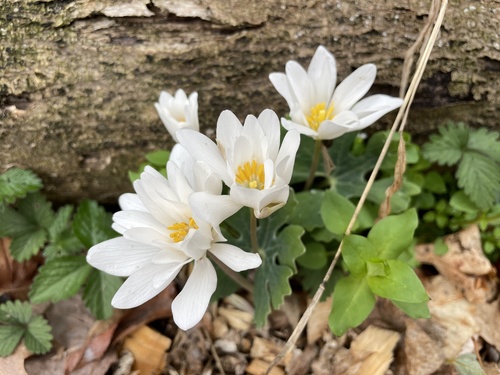 Sanguinaria canadensis