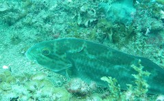 Cochleoceps bicolor