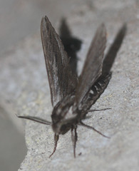 Sphinx vanbuskirki