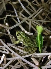 Pelophylax lessonae