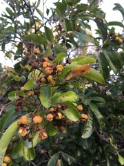 Alectryon semicinereus