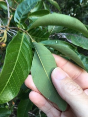 Alectryon semicinereus