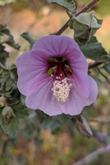 Malva subovata