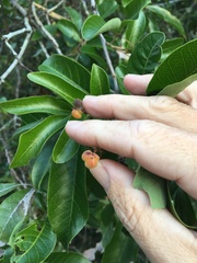 Alectryon semicinereus