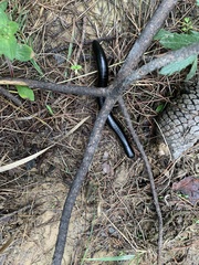 Archispirostreptus gigas