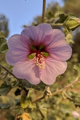 Malva subovata